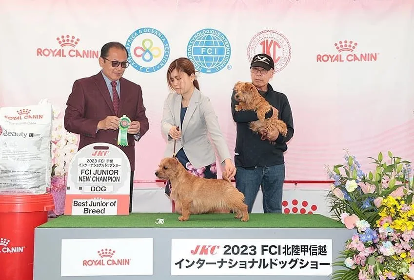 ◯ドッグショー◯